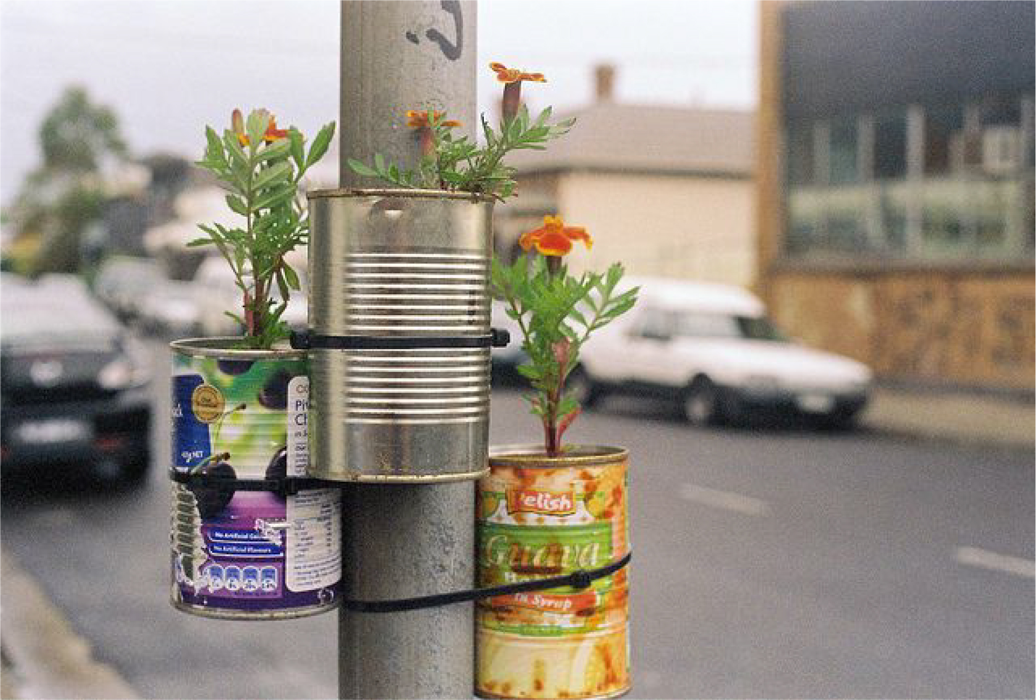 Guerrilla gardening plants in recycled cans