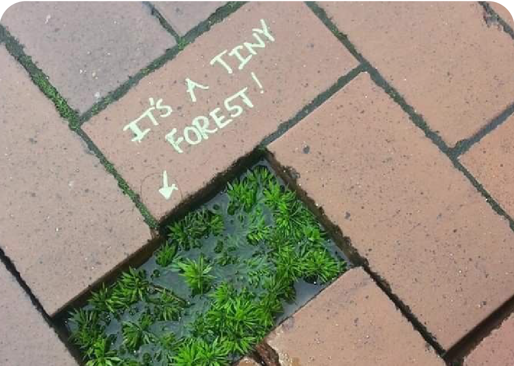 Plants growing in a small empty space