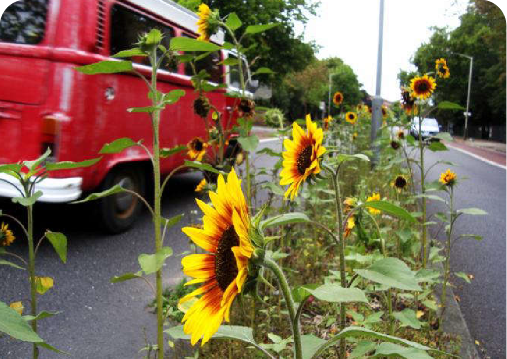 Sunflowers growing along a median strip