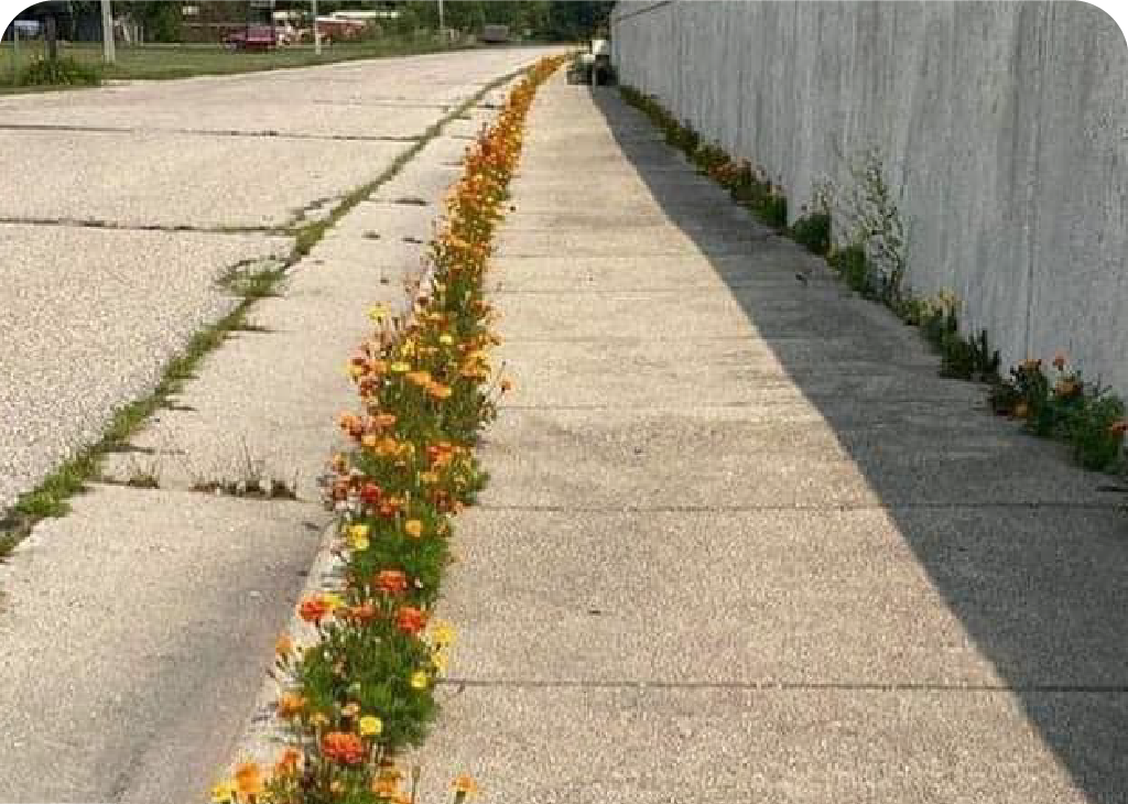 Flowers growing in sidewalk cracks